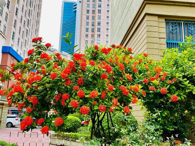Sao Việt 24h: Vườn cây cảnh tuyệt đẹp trước cửa căn nhà 7 tỷ của nghệ sĩ Quang Tèo - 4