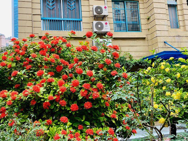 Sao Việt 24h: Vườn cây cảnh tuyệt đẹp trước cửa căn nhà 7 tỷ của nghệ sĩ Quang Tèo - 3