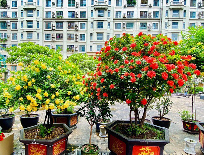 Sao Việt 24h: Vườn cây cảnh tuyệt đẹp trước cửa căn nhà 7 tỷ của nghệ sĩ Quang Tèo - 5