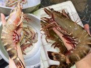 Tiêu dùng - Bất ngờ loại tôm mỗi con có giá bằng cả lượng vàng, nay được rao bán “siêu rẻ”