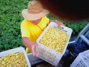 Tiêu dùng - Loại quả mang tên thiếu nữ, ở Việt Nam là quả dại, nước ngoài bán trăm nghìn/kg