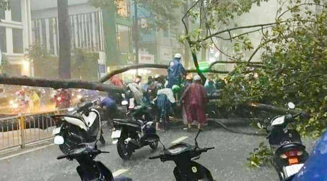 Cây cổ thụ bật gốc trong cơn mưa ở TP.HCM đè người đàn ông đi đường tử vong - 6
