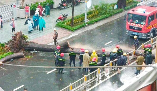 Cây cổ thụ bật gốc trong cơn mưa ở TP.HCM đè người đàn ông đi đường tử vong - 3