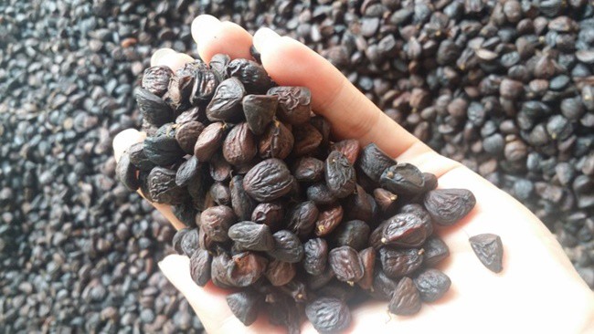 Trồng cây trước mọc hoang cho hạt quý như vàng đen, dân Việt mua ô tô, kiếm tiền tỷ - 1