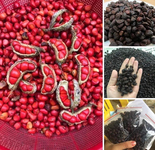 Trồng cây trước mọc hoang cho hạt quý như vàng đen, dân Việt mua ô tô, kiếm tiền tỷ - 10