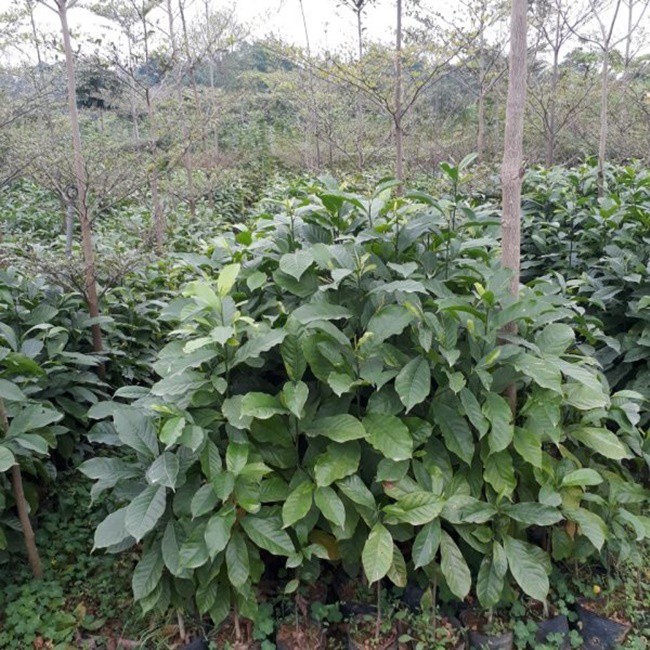 Trồng cây trước mọc hoang cho hạt quý như vàng đen, dân Việt mua ô tô, kiếm tiền tỷ - 2