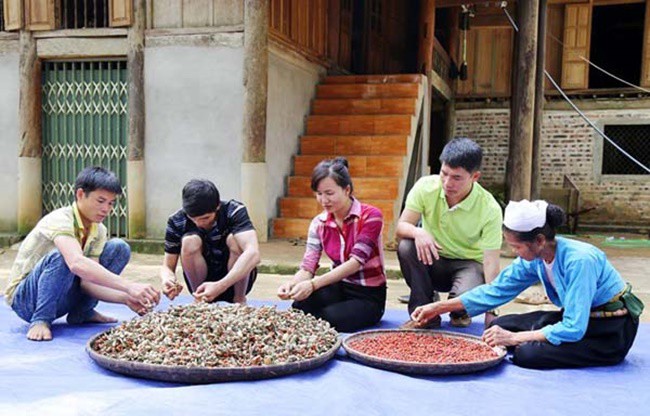 Trồng cây trước mọc hoang cho hạt quý như vàng đen, dân Việt mua ô tô, kiếm tiền tỷ - 4