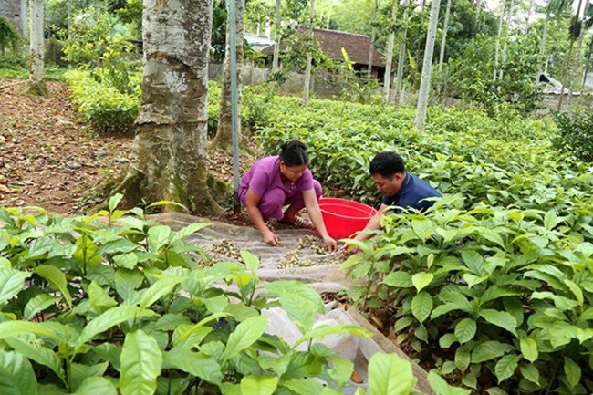 Trồng cây trước mọc hoang cho hạt quý như vàng đen, dân Việt mua ô tô, kiếm tiền tỷ - 5
