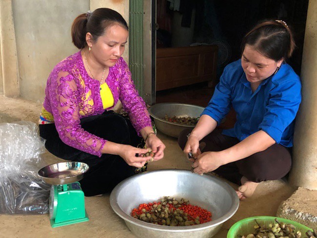 Trồng cây trước mọc hoang cho hạt quý như vàng đen, dân Việt mua ô tô, kiếm tiền tỷ - 6