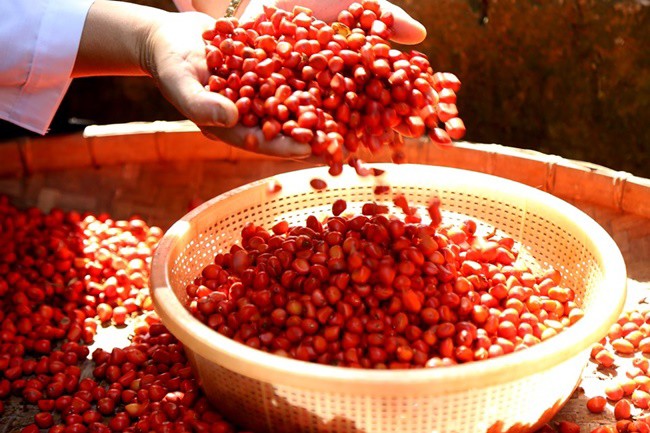 Trồng cây trước mọc hoang cho hạt quý như vàng đen, dân Việt mua ô tô, kiếm tiền tỷ - 8