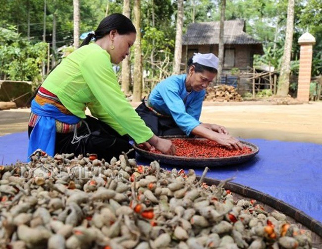 Trồng cây trước mọc hoang cho hạt quý như vàng đen, dân Việt mua ô tô, kiếm tiền tỷ - 9