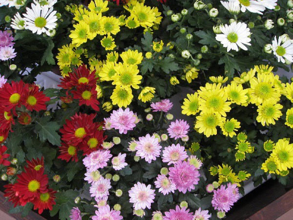 Những loại hoa ưa mát mẻ nên trồng trong tháng 9 để thưởng thức hoa suốt mùa đông - 4
