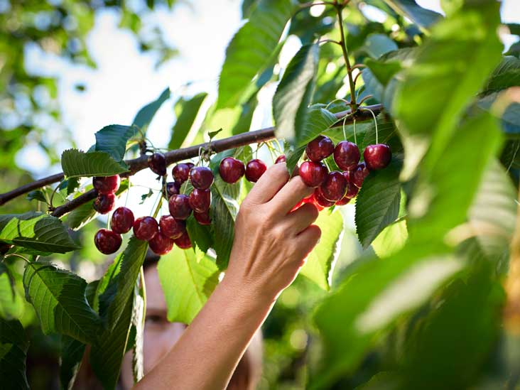 Tác dụng của cherry đối với trẻ nhỏ và bà bầu - 1