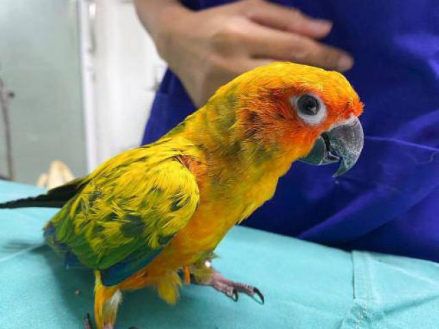 Đưa thú cưng đi khám vì bị ốm, người chủ sốc nặng khi mổ ra 21 viên kim cương