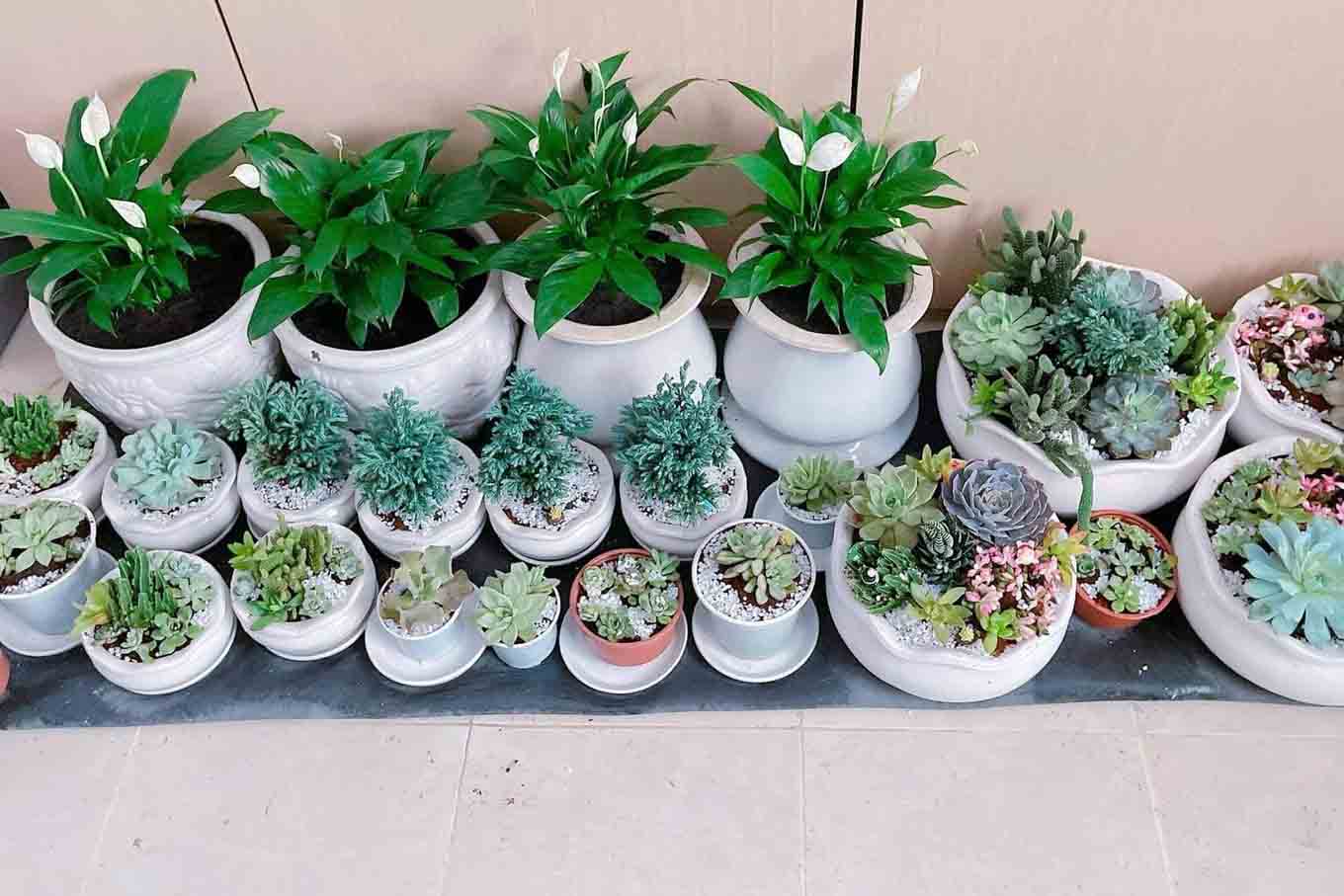 Lý Nhã Kỳ có hẳn một khu vực đặt những chậu sen đá với nhiều hình dáng khác nhau.