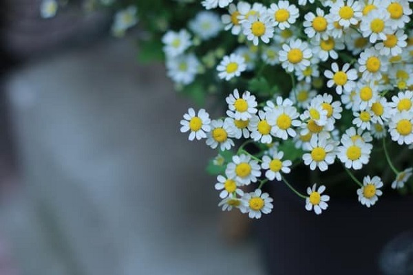 Ý nghĩa hoa Cúc Tana và cách cắm hoa đẹp nhất - 5