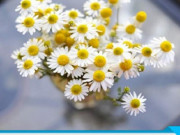 Nhà đẹp - Ý nghĩa hoa Cúc Tana và cách cắm hoa đẹp nhất