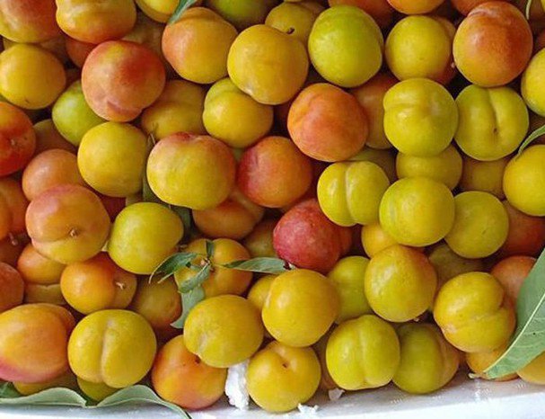 Không nhiều như mận seo, song mận cơm cũng xuất hiện tràn chợ