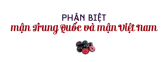 Những loại mận ngon bậc nhất: Trong khi mận hậu đang rẻ ê hề thì loại này 230.000 đồng/kg - 22