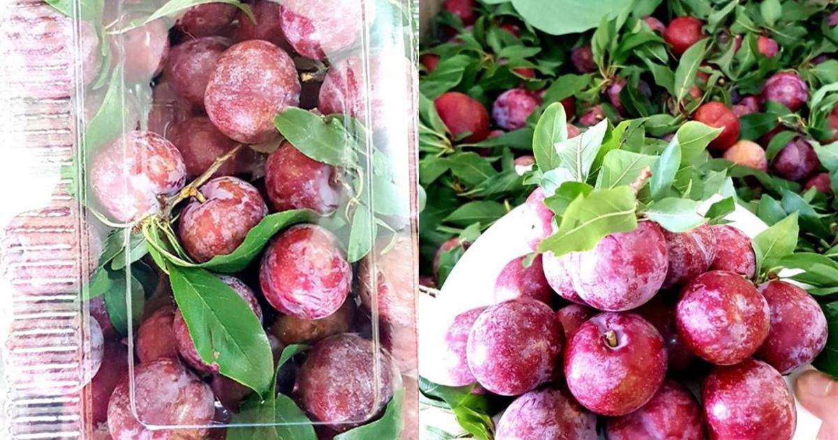 Những loại mận ngon bậc nhất: Trong khi mận hậu đang rẻ ê hề thì loại này 230.000 đồng/kg - 9