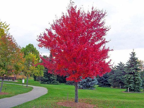 Hình ảnh cây Phong lá đỏ