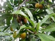 Nhà đẹp - Hoa Lê Ki Ma là hoa gì, nở vào mùa nào? Đặc điểm, ý nghĩa và cách trồng