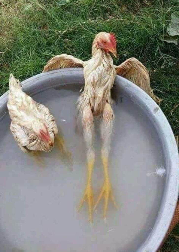Quan trọng phải là thần thái! 
