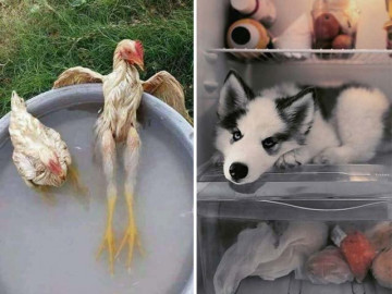 Cười bò với loạt ảnh thú cưng rất biết hưởng thụ trong những ngày nóng bức