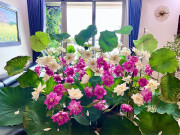 Nhà đẹp - Mê sen chục bình chưa thoả, người phụ nữ Hà Nội mang cả đầm sen trăm bông vào giữa nhà