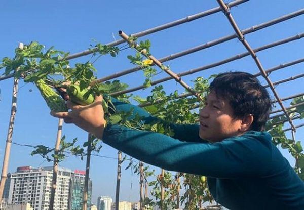 Ca sĩ Trọng Tấn làm vườn xanh um trên sân thượng, mát tay trồng được cả dưa lưới - 5