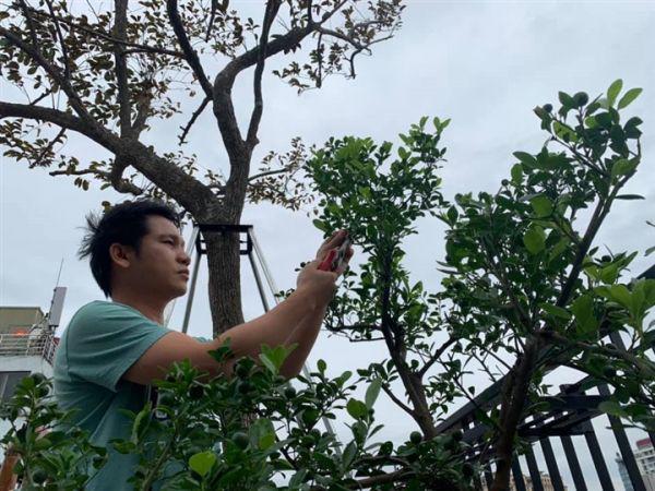 Ca sĩ Trọng Tấn làm vườn xanh um trên sân thượng, mát tay trồng được cả dưa lưới - 8