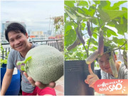Nhà đẹp - Ca sĩ Trọng Tấn làm vườn xanh um trên sân thượng, mát tay trồng được cả dưa lưới