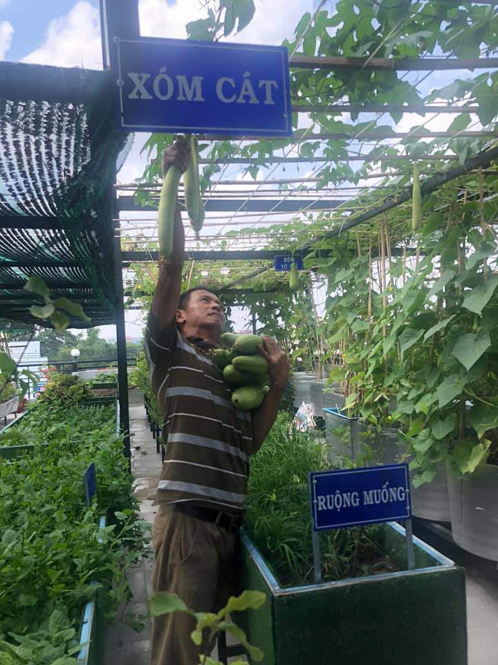 Tận dụng khe tường 20cm trên sân thượng, ông bố ở Sài Gòn thu hoạch hàng chục ký dưa - 11