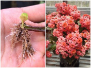 Nhà đẹp - Đây là loại hoa thích hợp cho người lười, nở quanh năm, chỉ cần một chiếc lá cũng sống được