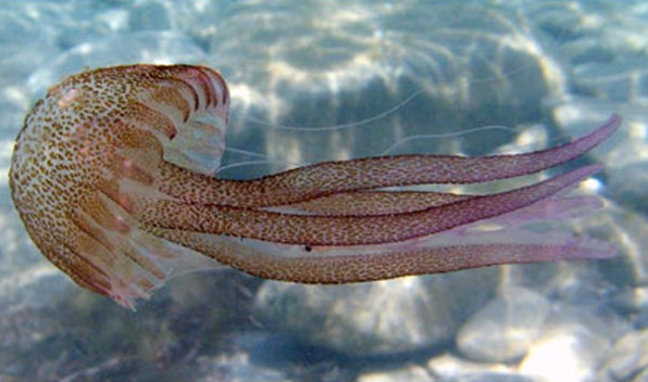 Xúc tu của sứa biển có độc. (Ảnh minh họa)