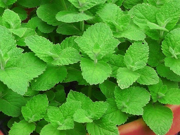 Cây Bạc Hà: Tổng quan đặc điểm, công dụng chữa bệnh và cách sử dụng