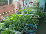 Nhà đẹp - Thùng xốp nhặt ở chợ mang về trồng những loại hoa, rau này cực hợp, ai không biết quá tiếc