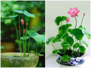 Nhà đẹp - Bí quyết trồng sen chậu ít sâu bệnh, cho hoa đẹp, tỉ mẩn nhưng ai cũng có thể trồng