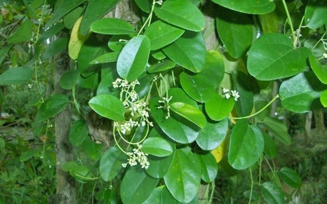 Sương sâm (còn được gọi là sương sâm trơn, dây xanh leo, xanh tam, sâm sâm) là loài thân dây, lá trơn nhẵn, leo bám vào các giá đỡ.