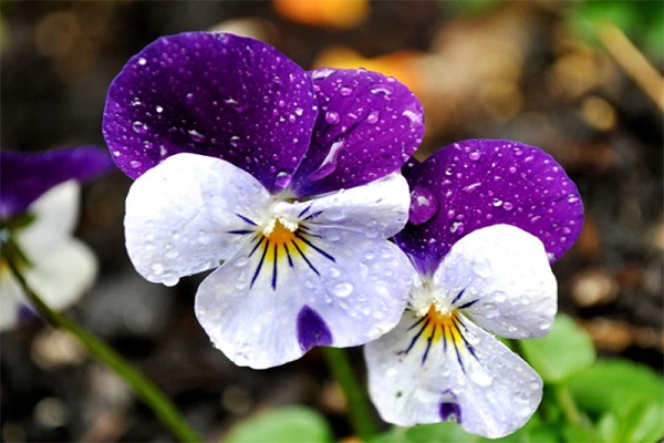 Hoa Panxe: Đặc điểm, ý nghĩa, cách trồng và cách chăm sóc để hoa đẹp - 1