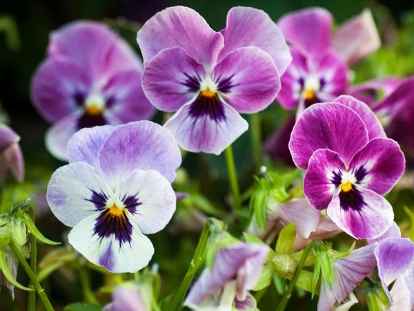 Hoa Panxe: Đặc điểm, ý nghĩa, cách trồng và cách chăm sóc để hoa đẹp - 3