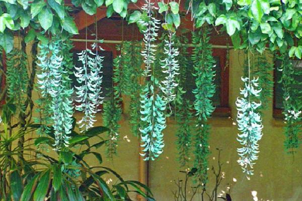 12 cây dây leo đẹp, dễ trồng trong nhà hoặc ngoài ban công - 8