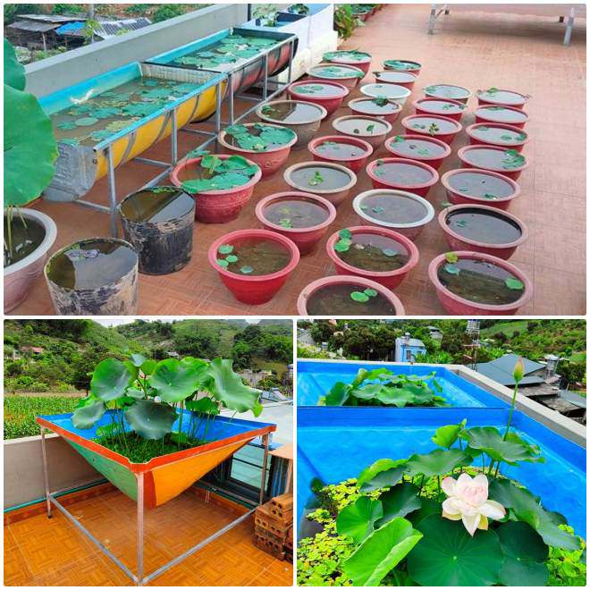 Cô giáo Sơn La đưa đất lên ban công làm đầm, trồng 30 loại sen đẹp trong bồn 6m2 - 7