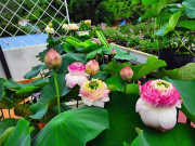 Nhà đẹp - Cô giáo Sơn La đưa đất lên ban công làm đầm, trồng 30 loại sen đẹp trong bồn 6m2