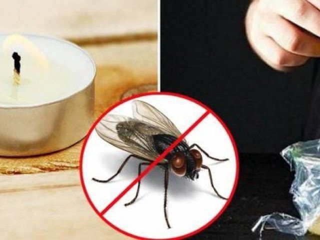 5 mẹo đuổi ruồi sạch bách ra khỏi nhà, không lo tốn kém