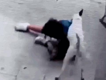  Clip: Bé gái bị chó pitbull tấn công, cắn xé kinh hoàng trên phố 
