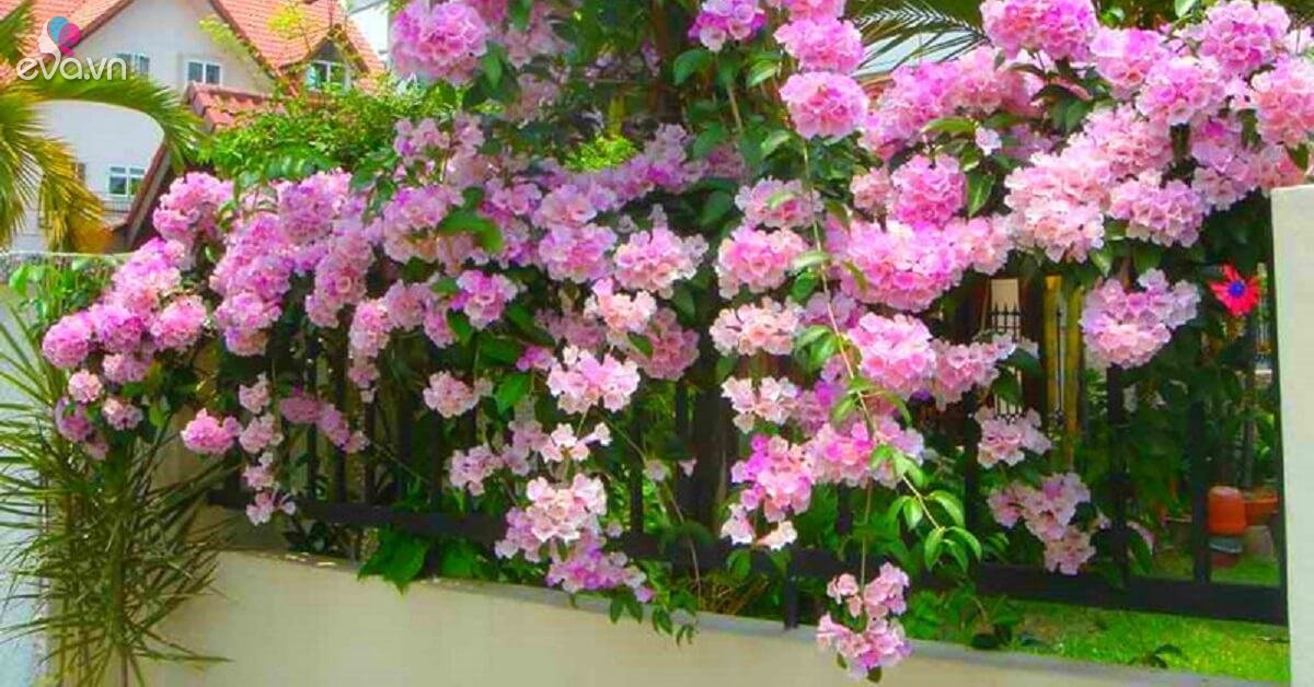 Những loại cây không nên trồng vì thu hút rắn vào nhà, trong đó có những loại rất quen