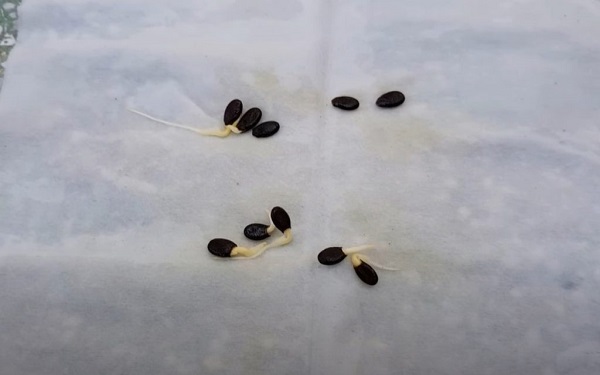 Cách trồng dưa hấu bằng hạt tự làm đúng kỹ thuật để ra nhiều trái - 4