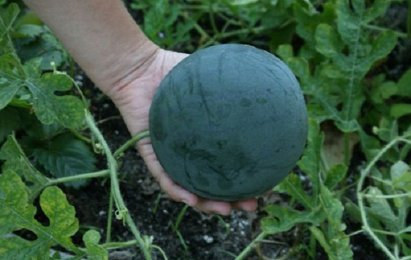 Cách trồng dưa hấu bằng hạt tự làm đúng kỹ thuật cho nhiều trái - 3