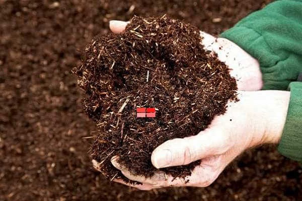 Xử lý đất trước khi trồng sẽ tốt cho quá trình phát triển của rau muống